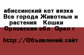 абиссинский кот вязка - Все города Животные и растения » Кошки   . Орловская обл.,Орел г.